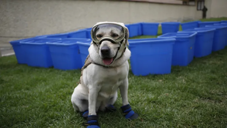 Kujica Frida ide u mirovinu: Preko 10 godina sudjelovala u spa&scaron;avanju unesrećenih