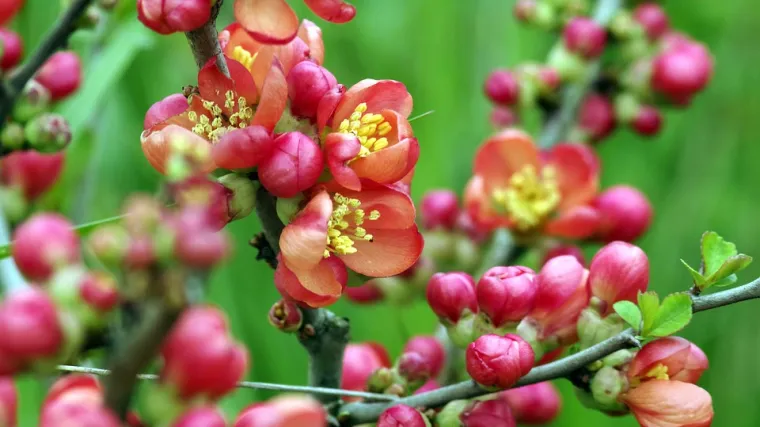 Ukrasna dunja: savjeti za uzgoj ove lijepe ukrasne biljke