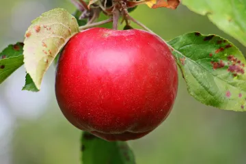 Štetnici jabuke - jabučni miner