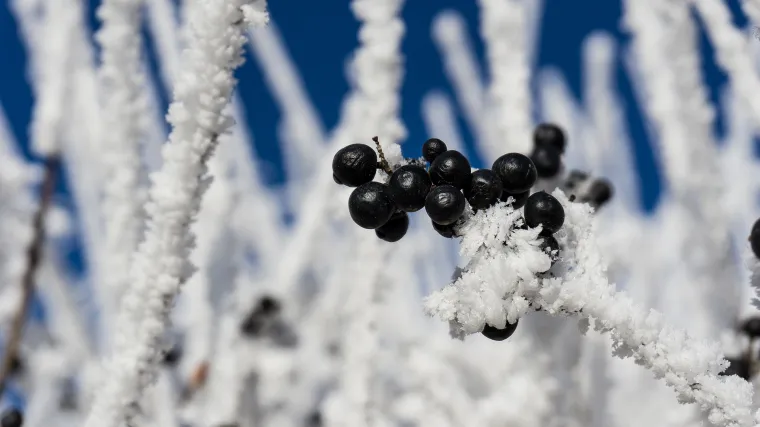 Koliko je važna zimska zaštita voćaka?
