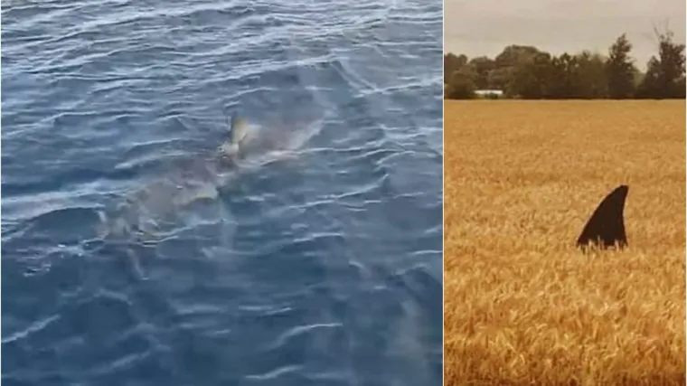 Da mi je biti morski pas: Moky je morska neman koja je osvojila Hrvate, a pojavio se čak i u Slavoniji