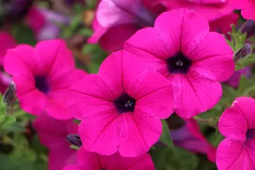 Koje je idealno jednogodišnje cvijeće za vrt?