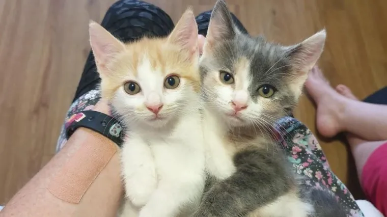 Bezuvjetna ljubav: Fotografije koje pokazuju da svaka obitelj treba imati kućnog ljubimca