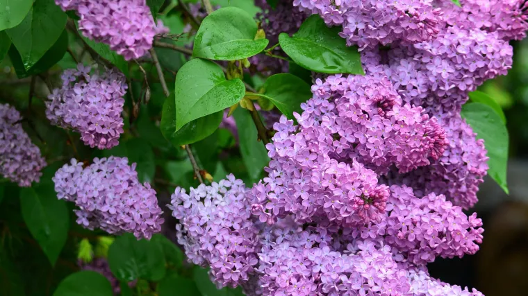 Najbolji način za presađivanje jorgovana