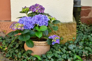 Kako se radi presađivanje hortenzije?