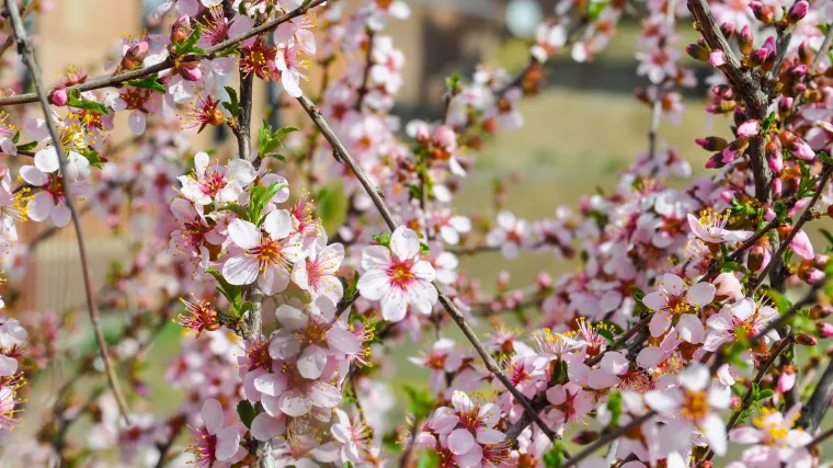 Porodice biljka cvjetnjača