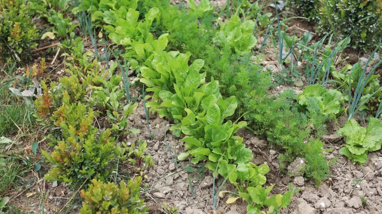 Znate li kako se radi presađivanje povrća?