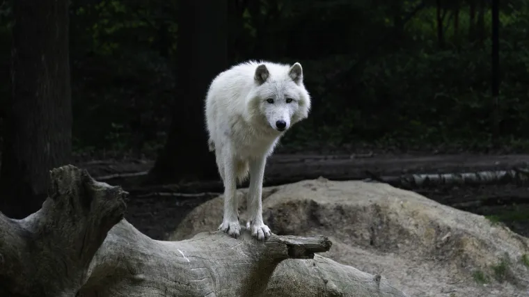 Bijeli vuk: polarni vuk niskih temperatura i nepristupačnih područja