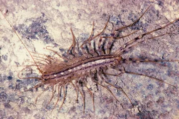 Štriga buba: korisni stanovnik doma