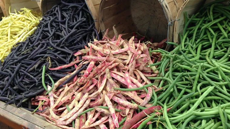 Kakav je plodored graha?