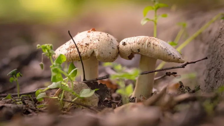 Koje su najpoznatije gljive Dalmacije?