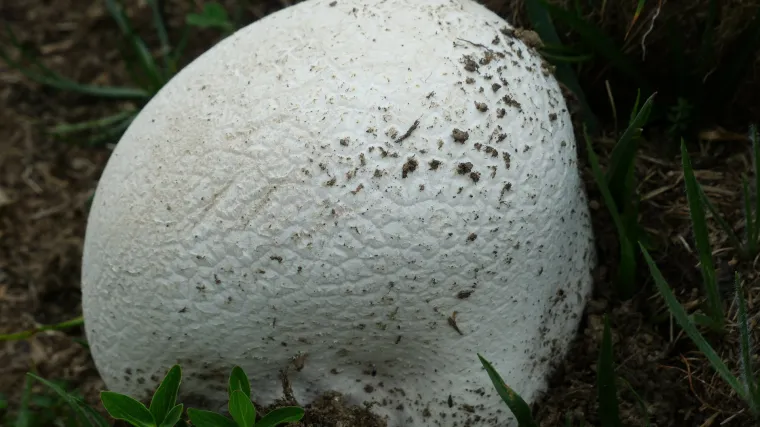 Znate li kako izgleda gljiva puhara?