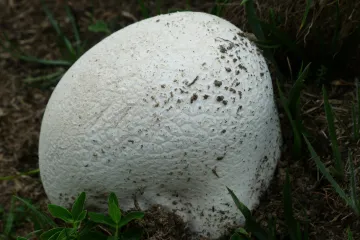 Znate li kako izgleda gljiva puhara?