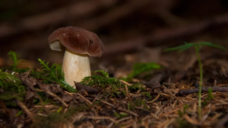 Koje sve vrste vrganja postoje?