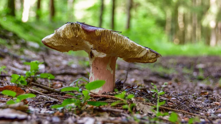 Znate li kako izgleda gljiva krasnica?