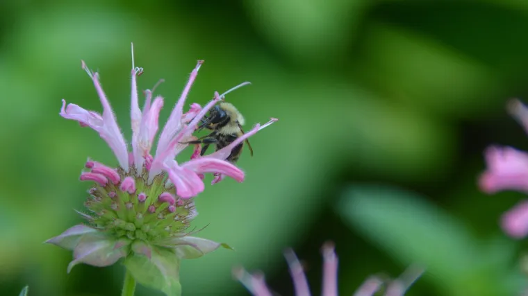 Bergamot cvijet - idealni cvijet za vrt koji će vas oduševiti mirisom