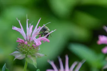 Bergamot cvijet - idealni cvijet za vrt koji će vas oduševiti mirisom