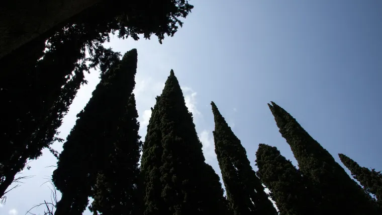 Toskanski čempres najljepša vrsta čempresa