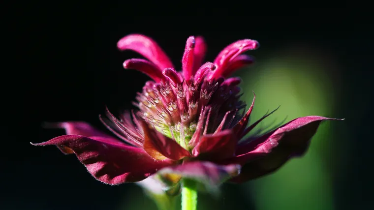 Monarda biljka - biljka za vrt koja će vas oduševiti mirisom