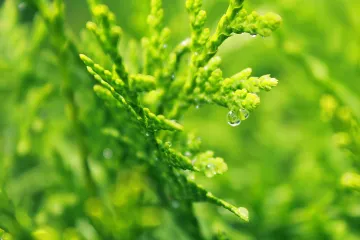 Po čemu je poseban zlatni čempres?