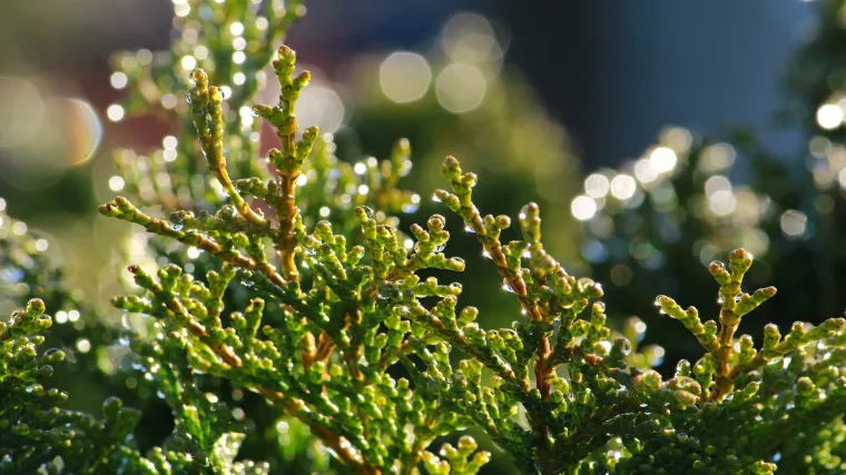 Zašto je poseban piramidalni čempres?