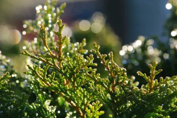 Zašto je poseban piramidalni čempres?