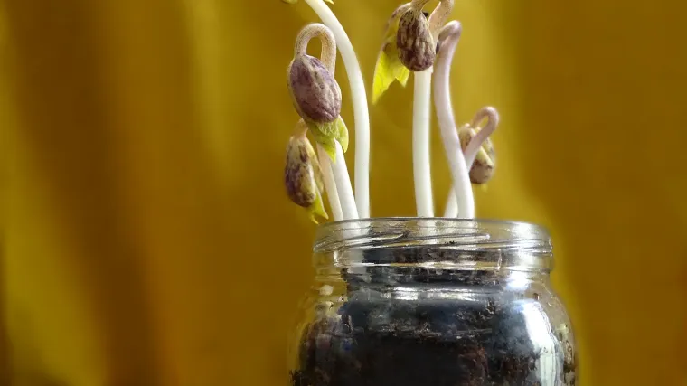 &Scaron;to je to naklijavanje graha i kako se izvodi?