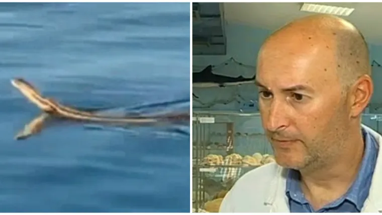 Može narasti vi&scaron;e od 2 metra! Turisti se susreli s najvećom europskom zmijom: 'Dosta je korisna'