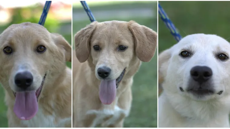 Apel Skloni&scaron;ta u Dumovcu: 'Puni smo, a na ulicama Zagreba nas čekaju odbačeni psi'