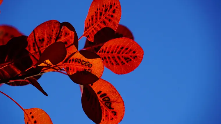 Obična rujevina  - Znate li kakva je biljka obična rujevina i za što se koristi?