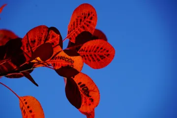 Obična rujevina  - Znate li kakva je biljka obična rujevina i za što se koristi?