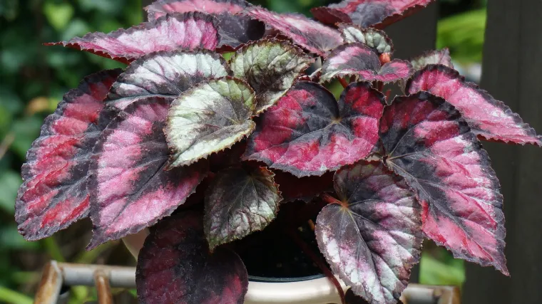 Niža klasifikacija begonia