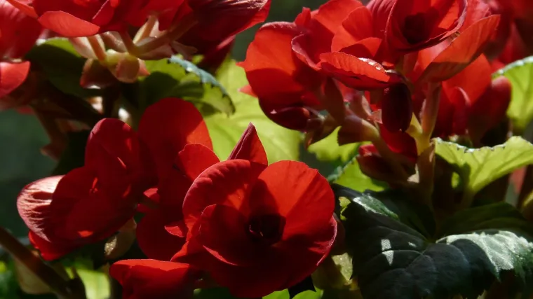 U koju vrstu begonija spada trajnocvjetna begonija?