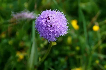 Obični kaćun još jedna ugrožena vrsta
