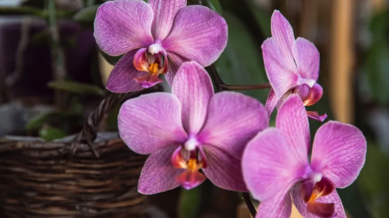Vanda orhideja - Uzgoj Vanda orhideja kod kuće