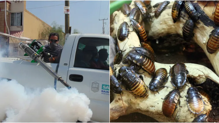 Ova gnjusna bića odlučila su pokoriti svijet, metode istrebljenja vi&scaron;e ne pomažu!