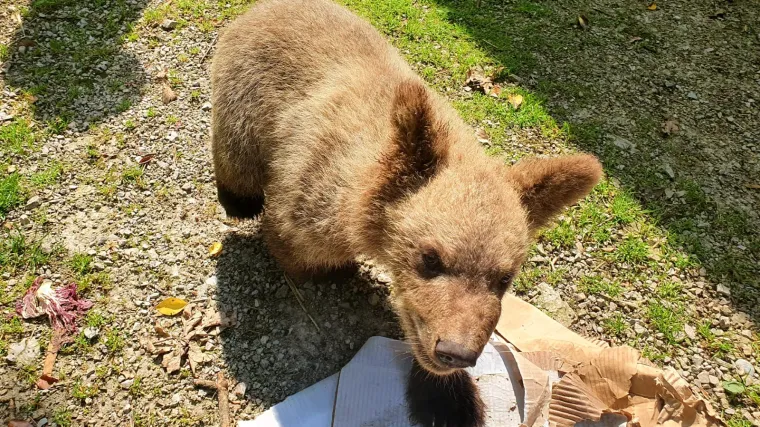 Medvjedić Matija prilagođava se na život u utoči&scaron;tu: 'Prvih je dana intenzivno urlao i bio nemiran'