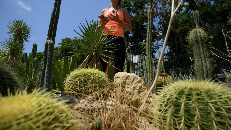 Bizarna krađa kaktusa: 'Uzgajali smo ih 60 godina, počinjena je neprocjenjiva &scaron;teta'