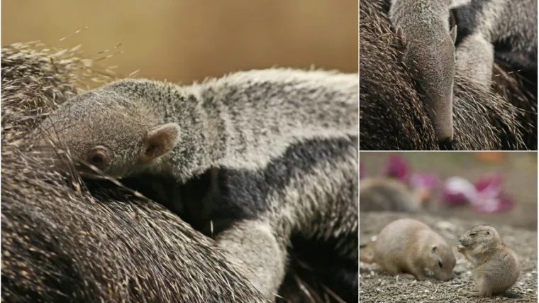FOTO Zagrebački ZOO bogatiji je za ova preslatka stvorenja! 'Riječ je o prvom rođenom u Hrvatskoj'