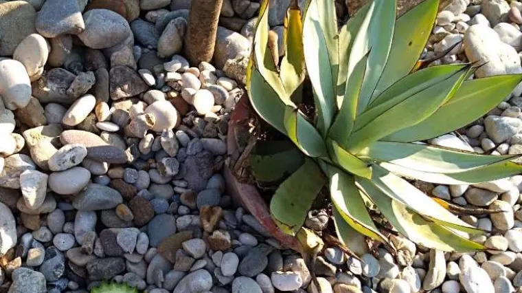 U&scaron;li u Botanički vrt s ljestvama i kantama i pokrali rijetke kaktuse