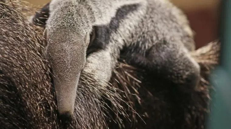 Čudo u zagrebačkom ZOO: Prvi put u Hrvatskoj rođen divovski mravojed, odmah je postao glavna atrakcija