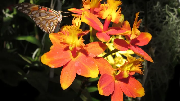 Mokara orhideja hibridna vrsta orhideja