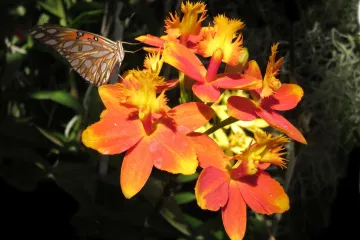 Mokara orhideja hibridna vrsta orhideja