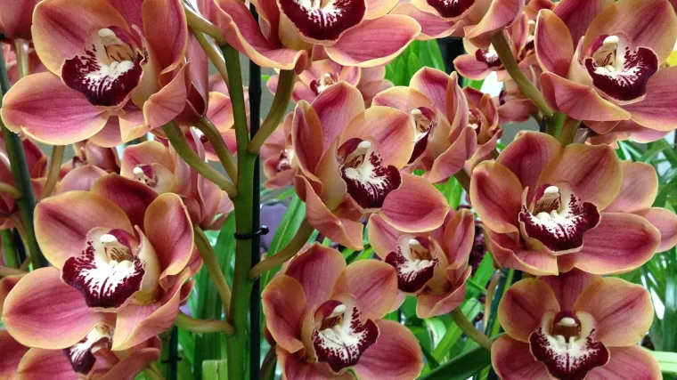 Niža klasifikacija orhideja