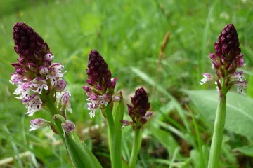 Poznajete li prekrasni crnocrveni kaćun?