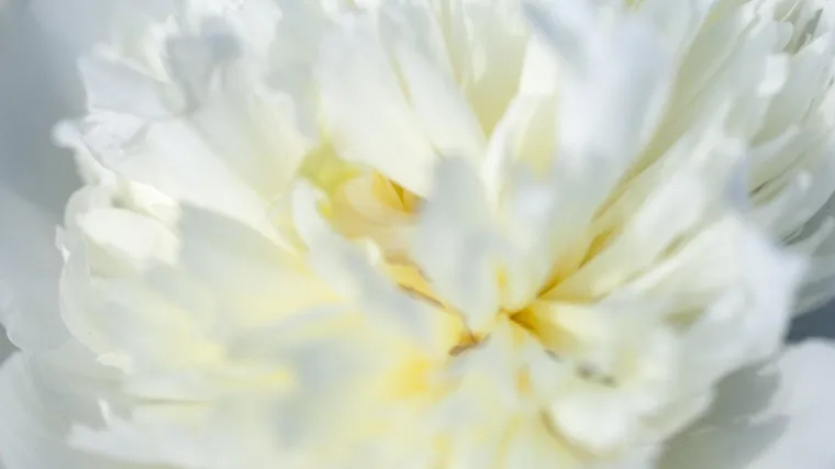 Bijela čaplja - orhideja koja izgleda kao ptica čaplja