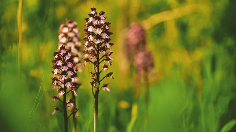 Znate li gdje spada Grimizni kaćun i kakva je to biljka?