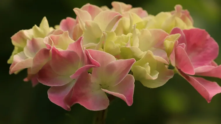 Koliko poznajete ovu vrstu hortenzija - metličasta hortenzija?