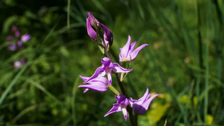 Crvena naglavica - orhideja ljubičastog cvijeta