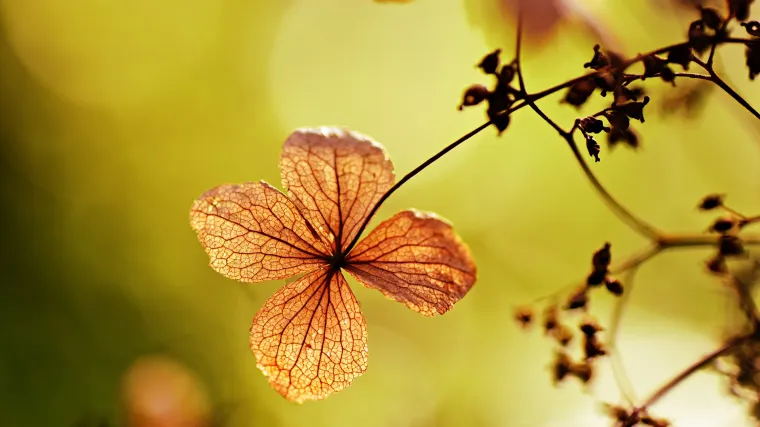 Puzava hortenzija - Koliko poznajete ovu vrstu hortenzija?